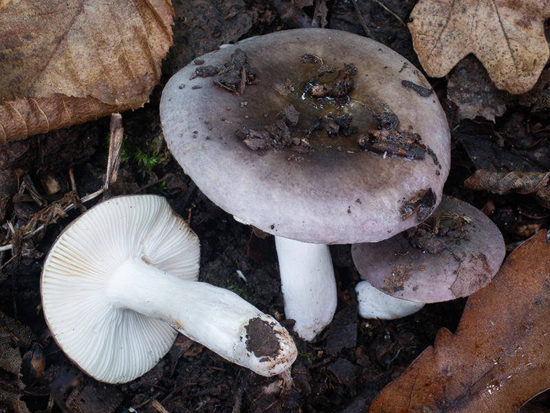 Russula multiseptata